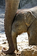 Young elephant (Elephas maximus)