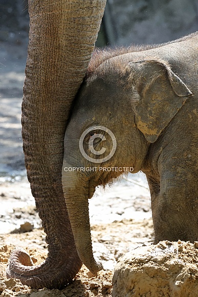 Young elephant (Elephas maximus)