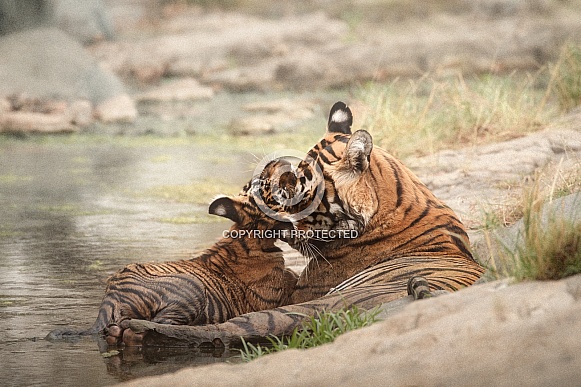 Beautiful tiger in the nature habitat. Tiger pose in amazing light. Wildlife scene with wild animal. Indian wildlife. Indian tiger. Panthera tigris tigris.