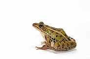 Leopard Frog