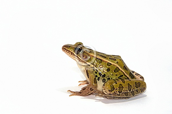 Leopard Frog
