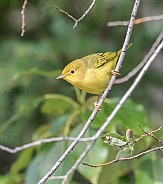Female Yellow Warbler in Alaska