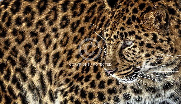 Amur Leopard-Leopard Spots
