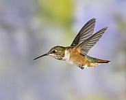 Rufous Hummingbird - Immature Male