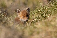 Red fox cubs in there natural habitat