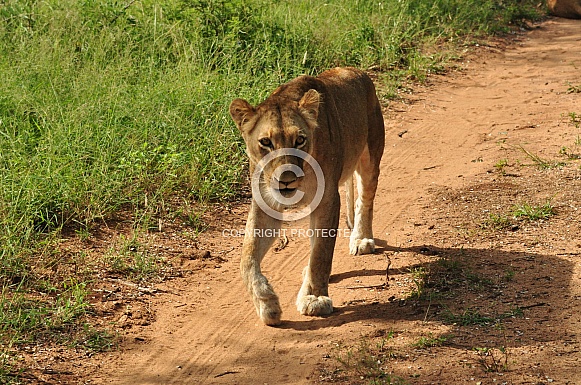 Lionesses