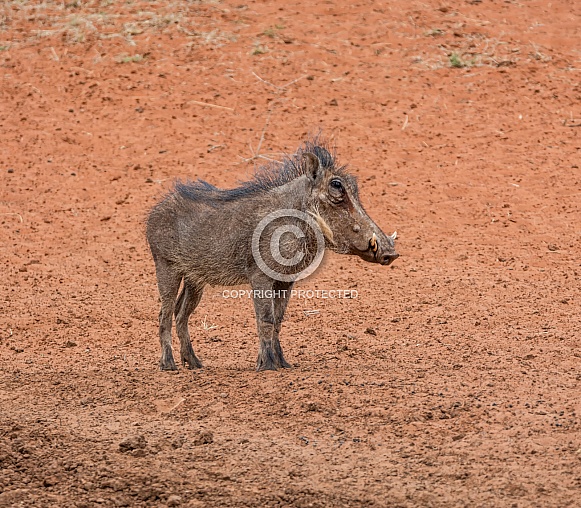 Warthog