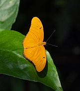 Julia Butterfly Dryas Heliconian