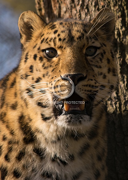 Amur Leopard