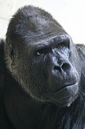 gorilla