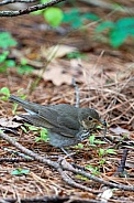 Swainson's Thrush