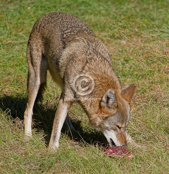 Red wolf