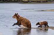 Bear cub following it's mother into the water for salmon