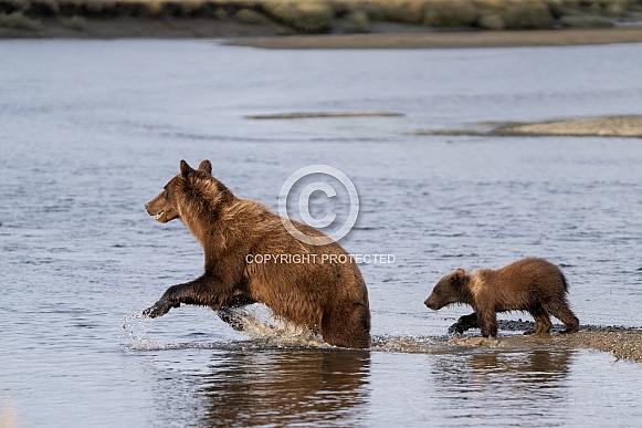 Bear cub following it's mother into the water for salmon