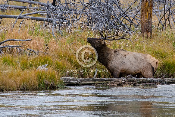 Bull Elk bathing in the Madison River