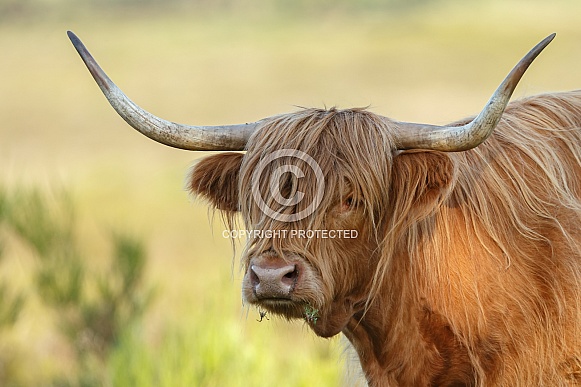 Highland Cattle Highland Cattle