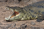 Nile crocodile - Botswana