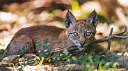 Cute baby lynx