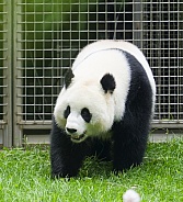 Giant Pandas