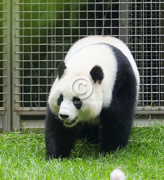 Giant Pandas
