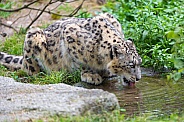 Snow Leopard Drinking