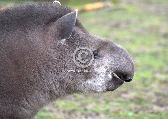 Tapir Tapir