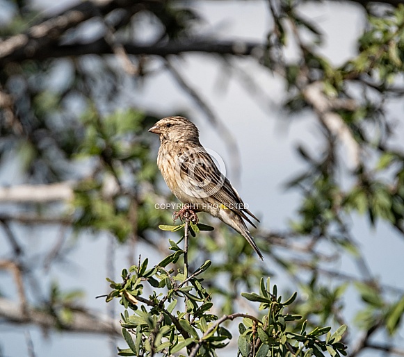 Female Yellow Canary