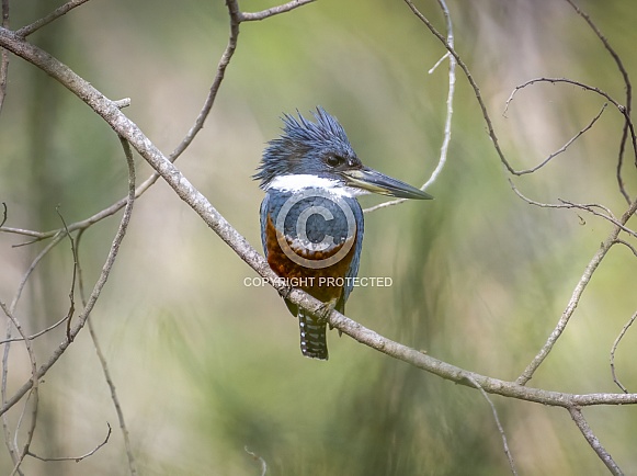 Ringed Kingfisher