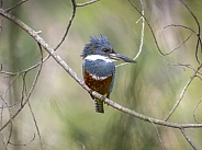 Ringed Kingfisher