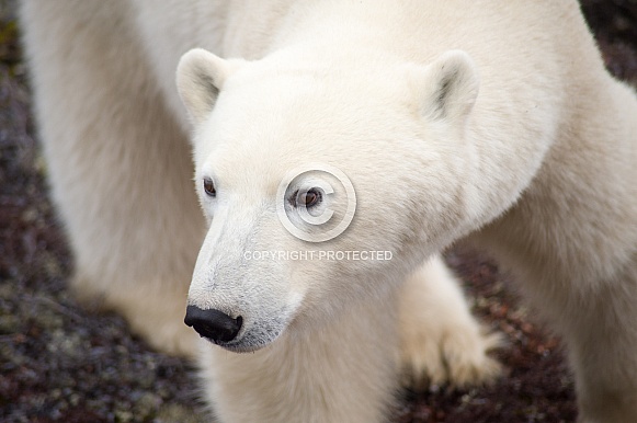 Wild Polar Bear in Canada