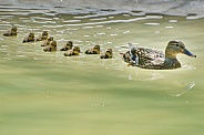 Mallard Mother and Ducklings