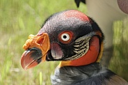 King Vulture