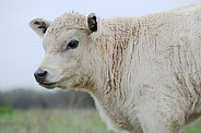 Charolais beef calf portrait closeup