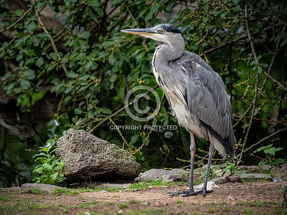 Grey Heron (Ardea cinerea)