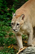 Cougar/ Moutain Lion/ Puma