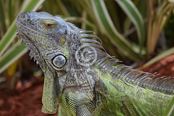 Iguana Iguana