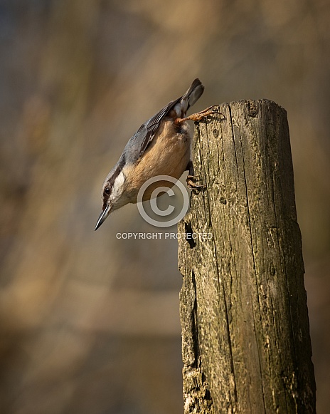 Nuthatch