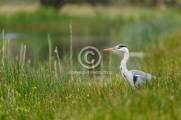 Blue Heron