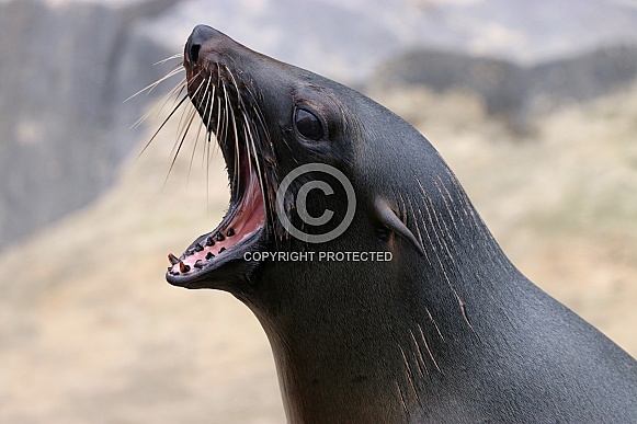 Sea lion