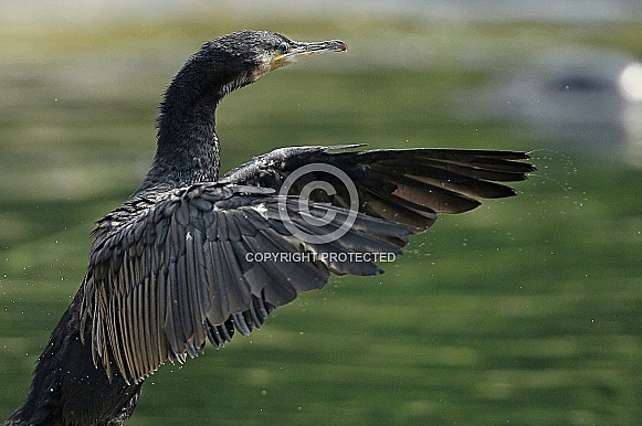 Great Cormorant Great Cormorant