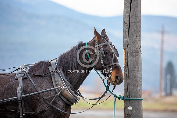 Head shot harnessed horse