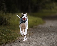 White mixed breed dog running down a path