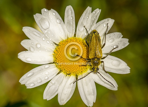 Flower Longhorn Beetle