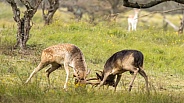 Fallow Deer
