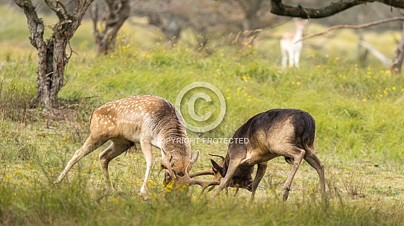 Fallow Deer Fallow Deer