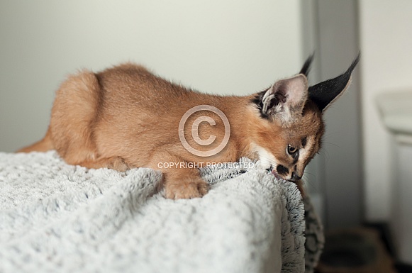 Caracal Cub