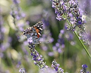 Painted Lady Butterfly on Lavender