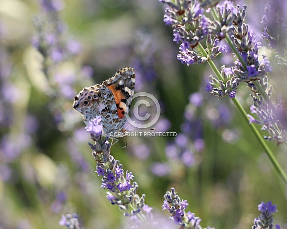 Painted Lady Butterfly on Lavender Painted Lady Butterfly on Lavender