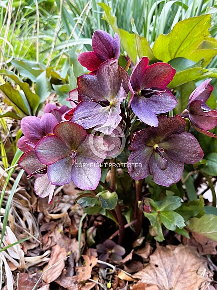 Hellebore