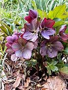 Hellebore